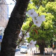 画像 道灌道の「駿河台匂」
