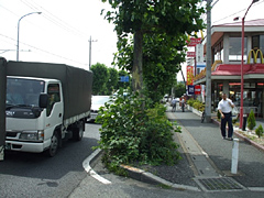 植え込み改善前