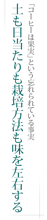 「コーヒーは果実」という忘れられている事実――土も日当たりも栽培方法も味を左右する