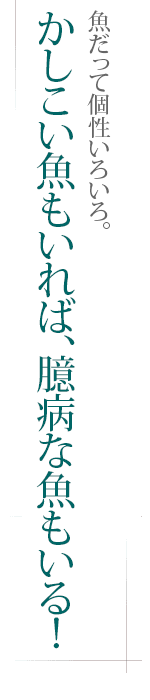 魚だって個性いろいろ。――かしこい魚もいれば、臆病な魚もいる！