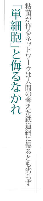 粘菌が作るネットワークは人間の考えた鉄道網に優るとも劣らず――「単細胞」と侮るなかれ