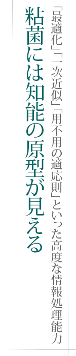 「最適化」「一次近似」「用不用の適応則」といった高度な情報処理能力――粘菌には知能の原型が見える